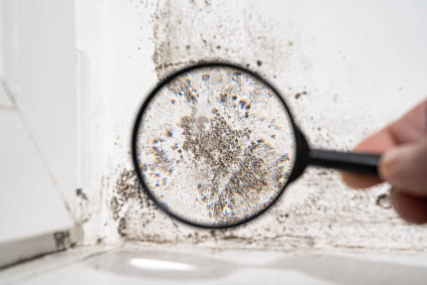 Mold Remediation for Vacation Homes